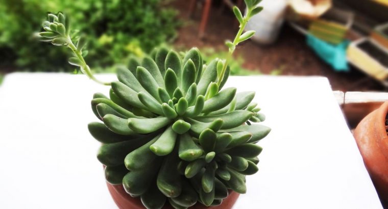 Sen Đá Thược Dược