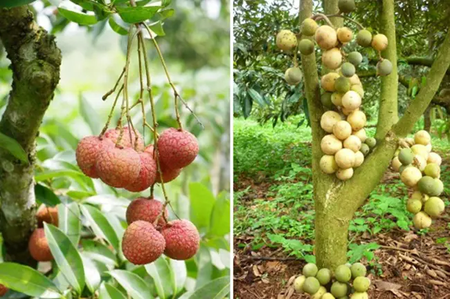 Vườn cây ăn quả bốn mùa