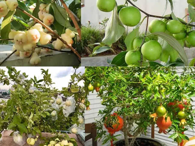 Các loại cây ăn quả cho nhà phố