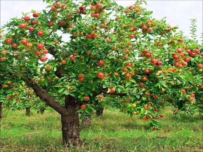 Vườn cây ăn quả