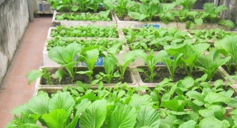 Chia sẻ kinh nghiệm cách trồng rau trên sân thượng bằng thùng xốp