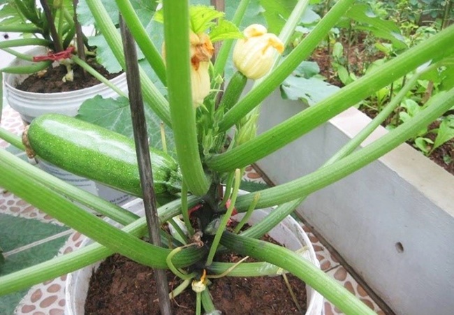 Bí ngòi được trồng trong chậu phát triển nhanh