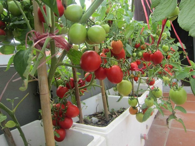 Trồng cà chua cần tưới nước đầy đủ