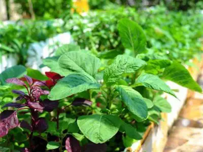 Trồng rau gì trên sân thượng ít tốn công lại có rau ăn quanh năm?