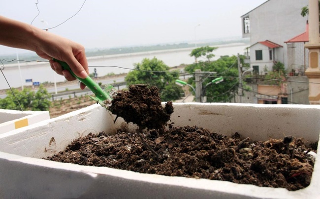 Bạn có thể tận dụng thùng xốp để trồng rau