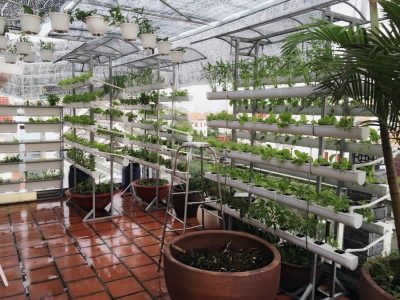 Gợi ý trồng rau trên sân thượng bằng ống nhựa mang lại hiệu quả cao