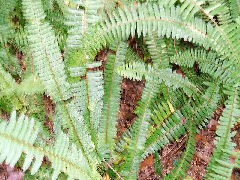 Native Sword fern growing in Leon County, Florida.