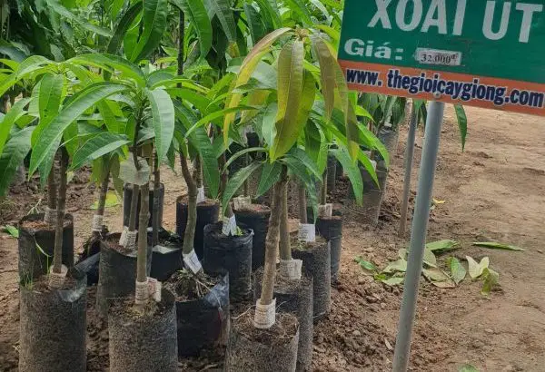 Cây Xoài Úc