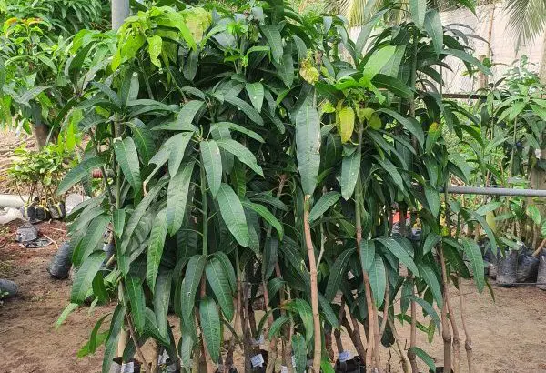 Cây Xoài Đài Loan
