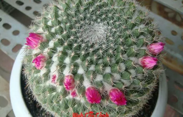 Xương Rồng Bánh Sinh Nhật