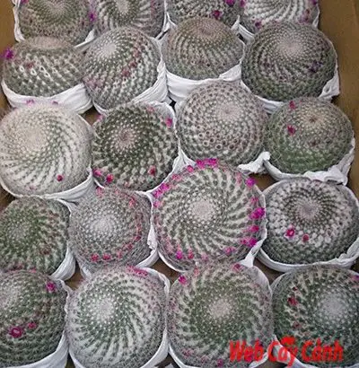 Xương Rồng Bánh Sinh Nhật
