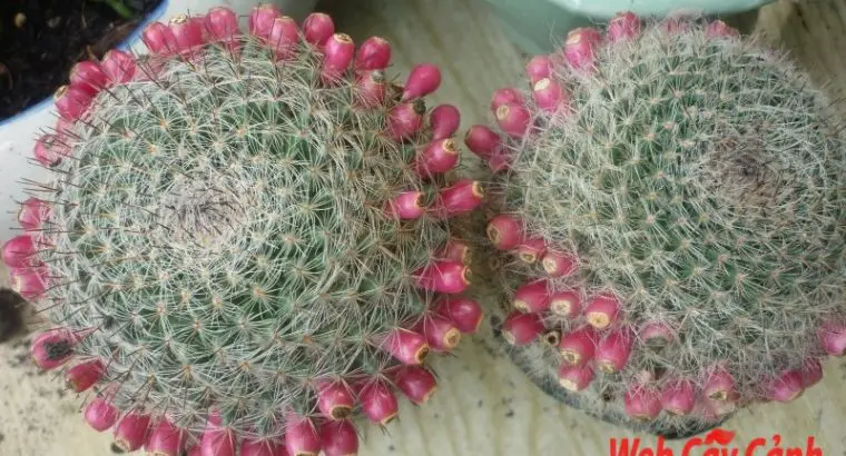 Xương Rồng Bánh Sinh Nhật