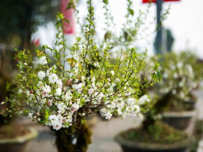 Cây nhất chi mai – cách chăm sóc giúp hoa tỏa sắc đầu năm