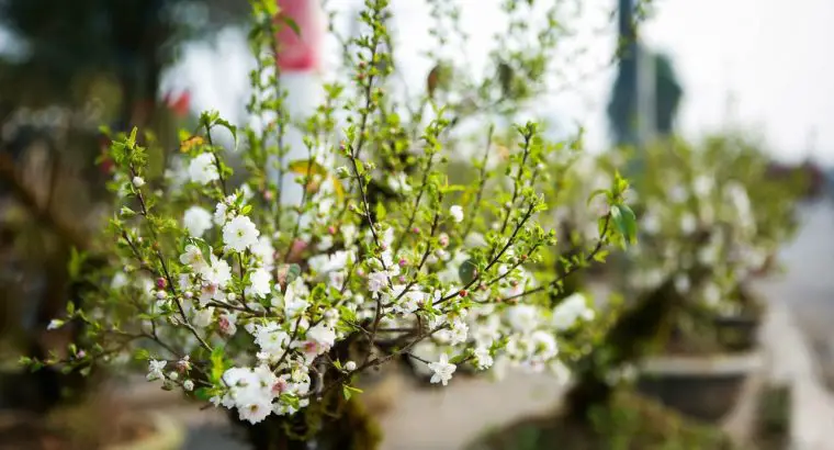 Cây nhất chi mai – cách chăm sóc giúp hoa tỏa sắc đầu năm
