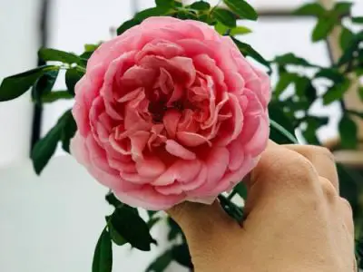 Ngắm Vườn Hoa Hồng rực rỡ sắc hoa rộng 350m2 của bà mẹ Sài thành