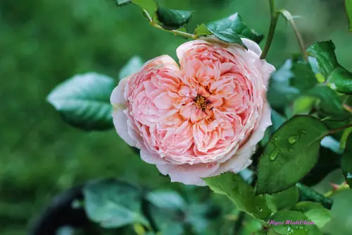 Vườn Hồng ngọt ngào đẹp như trong mơ với đủ chủng loại của cô giáo yêu hoa ở Đà Lạt