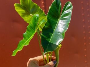 Cây Trầu Bà Philodendron Burle Marx