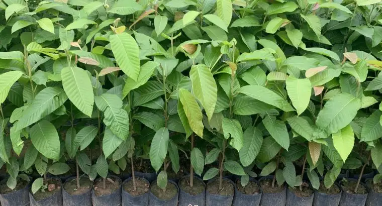 Cây Dầu Rái
