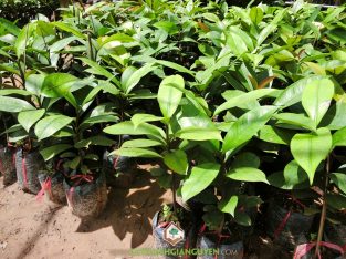 Cây Măng Cụt Ươm Hạt