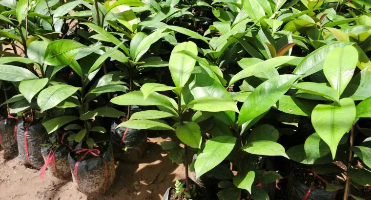 Cây Măng Cụt Ươm Hạt