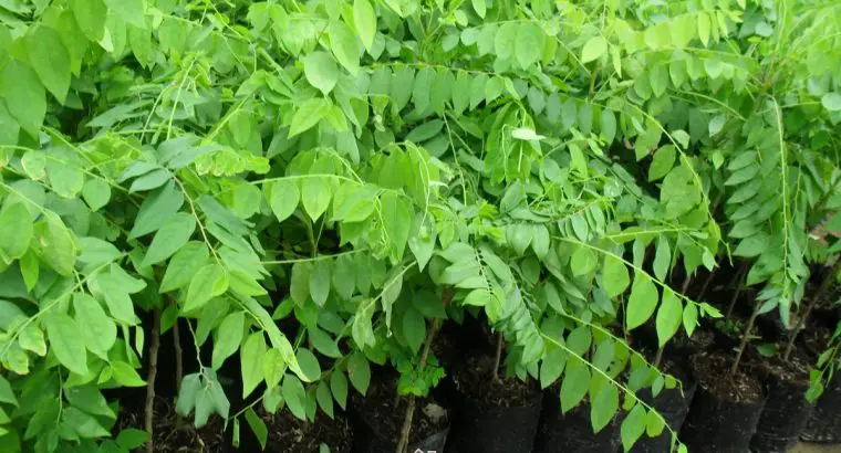 Cây Chùm Ruột